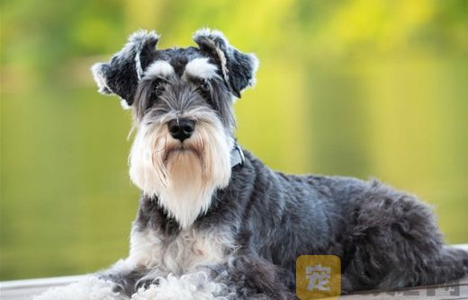 雪纳瑞容易患上的疾病有哪些？